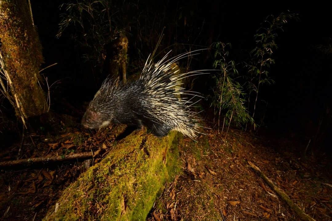 ナショナルジオグラフィックさんのインスタグラム写真 - (ナショナルジオグラフィックInstagram)「Photo by Christian Ziegler @christianziegler | A Himalayan porcupine wanders past a camera trap positioned at an elevation of 3,000 meters in Bhutan. We set up a network of camera traps in Bhutan primarily to capture big cats, but we continue to be surprised by the huge diversity of animals that we've photographed, from red pandas to herds of Asian elephants. In collaboration with @uwicer, the Ugyen Wangchuk Institute for Conservation and Environment Research, Bhutan. @insidenatgeo supported me with a grant for this work. With Joris van Alphen @thephotosociety #Bhutan #Conservation #Himalaya. Follow me @christianziegler for more wildlife and nature stories.」7月13日 12時33分 - natgeo