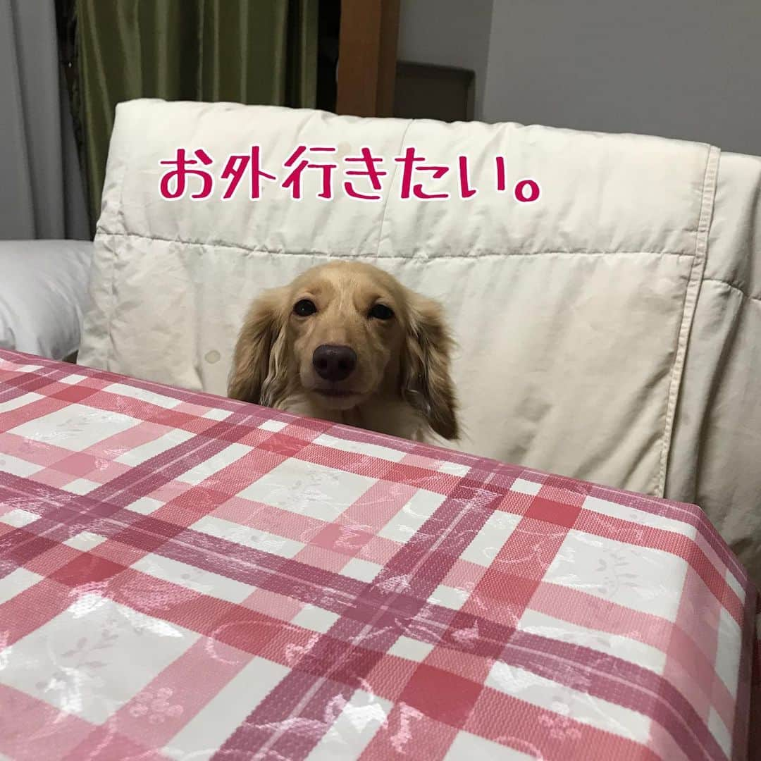 メルロコ一家の楽屋裏さんのインスタグラム写真 - (メルロコ一家の楽屋裏Instagram)「今日も雨。 #連休初日#降ったりやんだり#モコ」7月13日 12時38分 - merulocomocodon