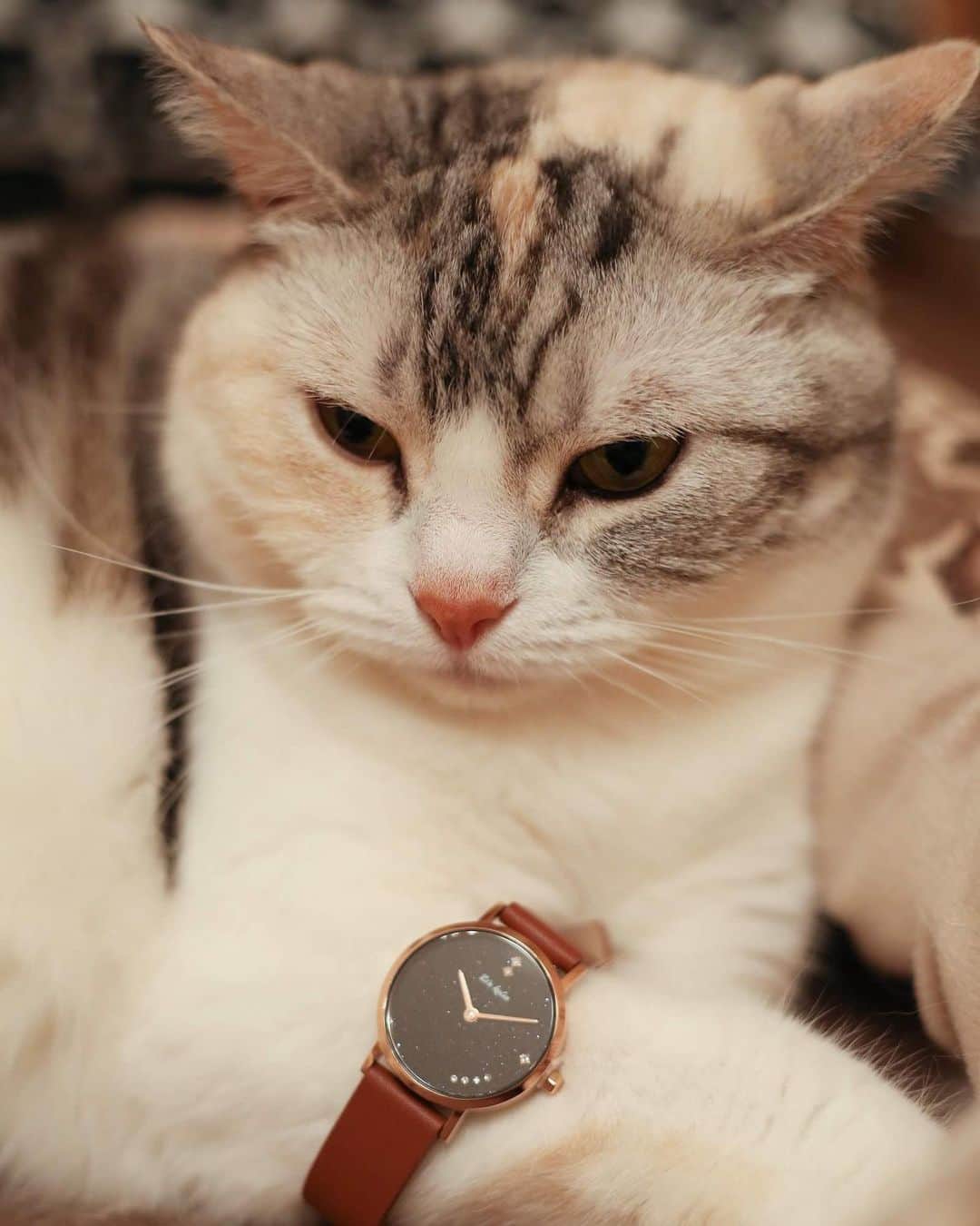 Natsukiさんのインスタグラム写真 - (NatsukiInstagram)「しらすやホタテは被り物したり、何かをつけたりするのにあまり抵抗ないのが楽ちん(笑)  #cat  #scottishfold ✳︎ここからはPRです。✳︎ @liakulea_japan様より、素敵な時計をいただきました！  クーポンコード「milky517」の使用で10％OFFですので、気になる方は是非！ ＃腕時計 #liakulea #腕時計 #時計 ＃腕時計倶楽部 #手元倶楽部」7月13日 12時47分 - milky517