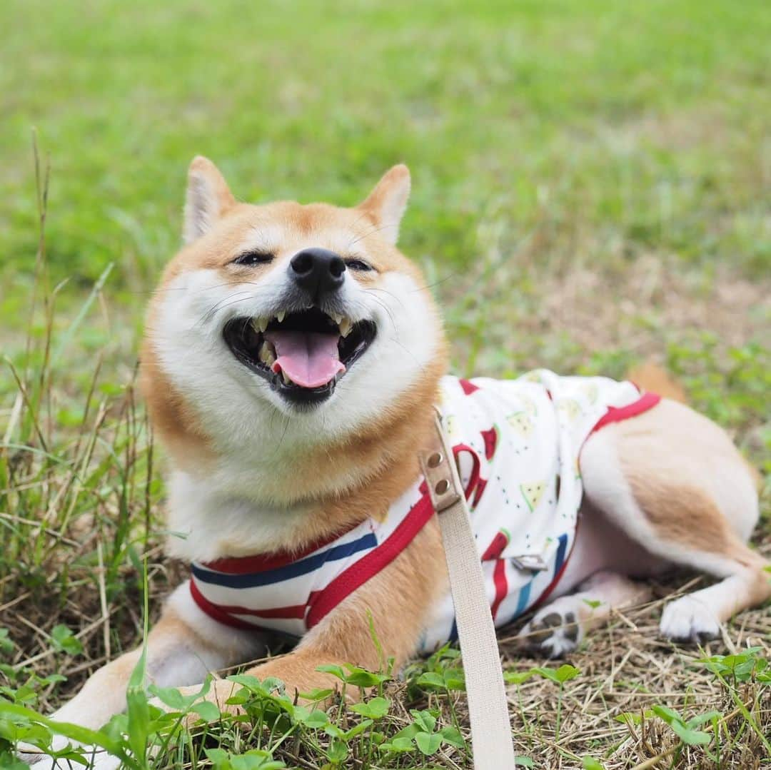 豆柴にこちゃんさんのインスタグラム写真 - (豆柴にこちゃんInstagram)「🐶 お散歩楽しいけど暑いー‼️ . 先程、手術後初めてのお散歩へ🐾 トイレのためのプチ散歩はたまにしてたけど、 歩くためのお散歩は32日ぶり。 . 公園まではバギーで行ったよ。 走り出しそうな勢いでグイグイ引っ張るから ヒヤヒヤしながらたくさん歩いたよ😆 . まだぎこちない時があるけど、 今日は右足ケンケンはしませんでした。 . 蒸し暑いし蚊が多いしで 20分くらいで帰ってきたけど いい運動になったね🐕 . #柴犬#豆柴#pecoいぬ部#犬#わんこ#犬#ここ柴部#shibainu#dog#mameshiba#pecotv#dog#いぬのきもち部#しばいぬ#しばけん#こいぬ#シバイヌ#いぬ#イヌ#赤柴#マメシバ#ペット#日本犬#子犬#puppy#doggo#pet#시바견#강아지#개」7月13日 12時58分 - nikochan.mame48