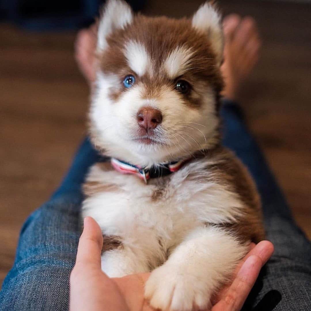 husky and malamuteのインスタグラム：「Those teo cute.💖💖😙」