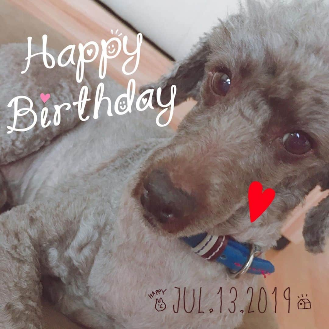 佐藤円香のインスタグラム：「❁7月13日❁ 今日はじゅんが10歳になる誕生日です🎂 うちに来た時は、今よりも濃いブラウンでとても小さな男の子でした✨ これからも健康で長生きして欲しいな( ¨̮ )🎶 #犬 #いぬ #いぬすたぐらむ #いぬのきもち #いぬバカ部 #いぬばか #いぬ部 #いぬばか部 #いぬら部 #犬なしでは生きていけません会 #犬バカ #jun #🐩 #トイプードル #개 #토이푸들  #誕生日犬  #birthday #10才」