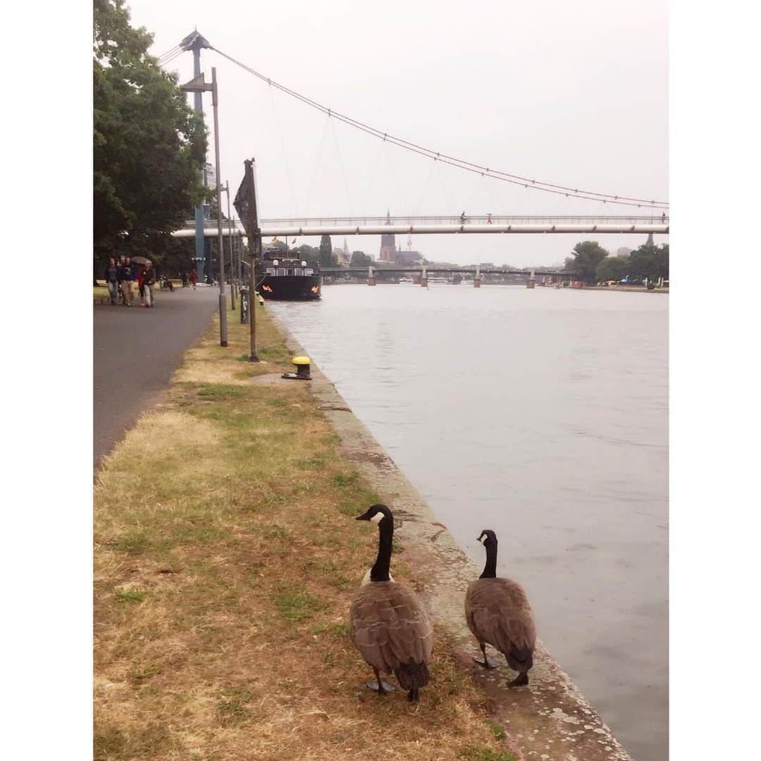 喜国雅彦＆国樹由香さんのインスタグラム写真 - (喜国雅彦＆国樹由香Instagram)「お散歩。マイン川のほとりをてくてくと。鳥たちも歩いてたのだけど、何て鳥かな？（由）  #rammstein #rammsteinfan #bigfan #europestadiumtour2019 #frankfurt #deutschland #ラム活 #海外の人って #傘ささないイメージあるけど #ドイツの人さしてた #ホッとした」7月13日 13時10分 - kunikikuni
