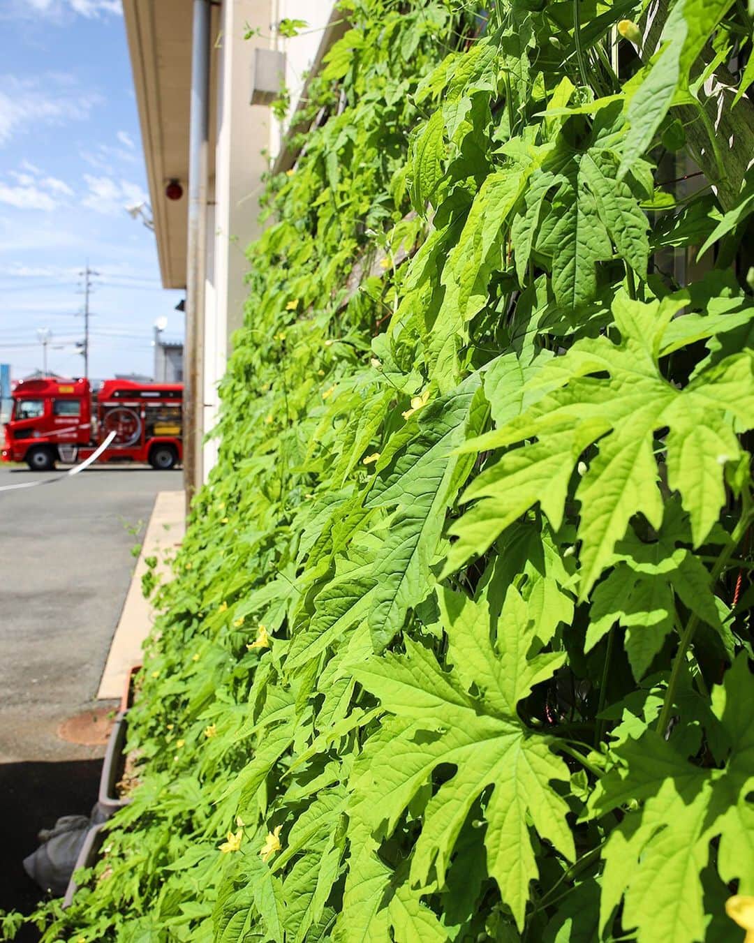 のインスタグラム：「I’m raising a green curtain. 夏のカーテン、育成中～  #緑のカーテン#エコ#ゴーヤ#もうすぐおいしいカーテンに#消防署#赤と緑のコントラスト#夏っぽいね#みんなのうちの緑のカーテン投稿待ってるよ #たはら暮らし *  #渥美半島#田原市#田原#伊良湖岬#伊良湖#赤羽根 #tahara#irago#akabane #サーフィン#surfing#田舎暮らし#日々の暮らし#休日の過ごし方#スローライフ#instagramjaran#igersjp」