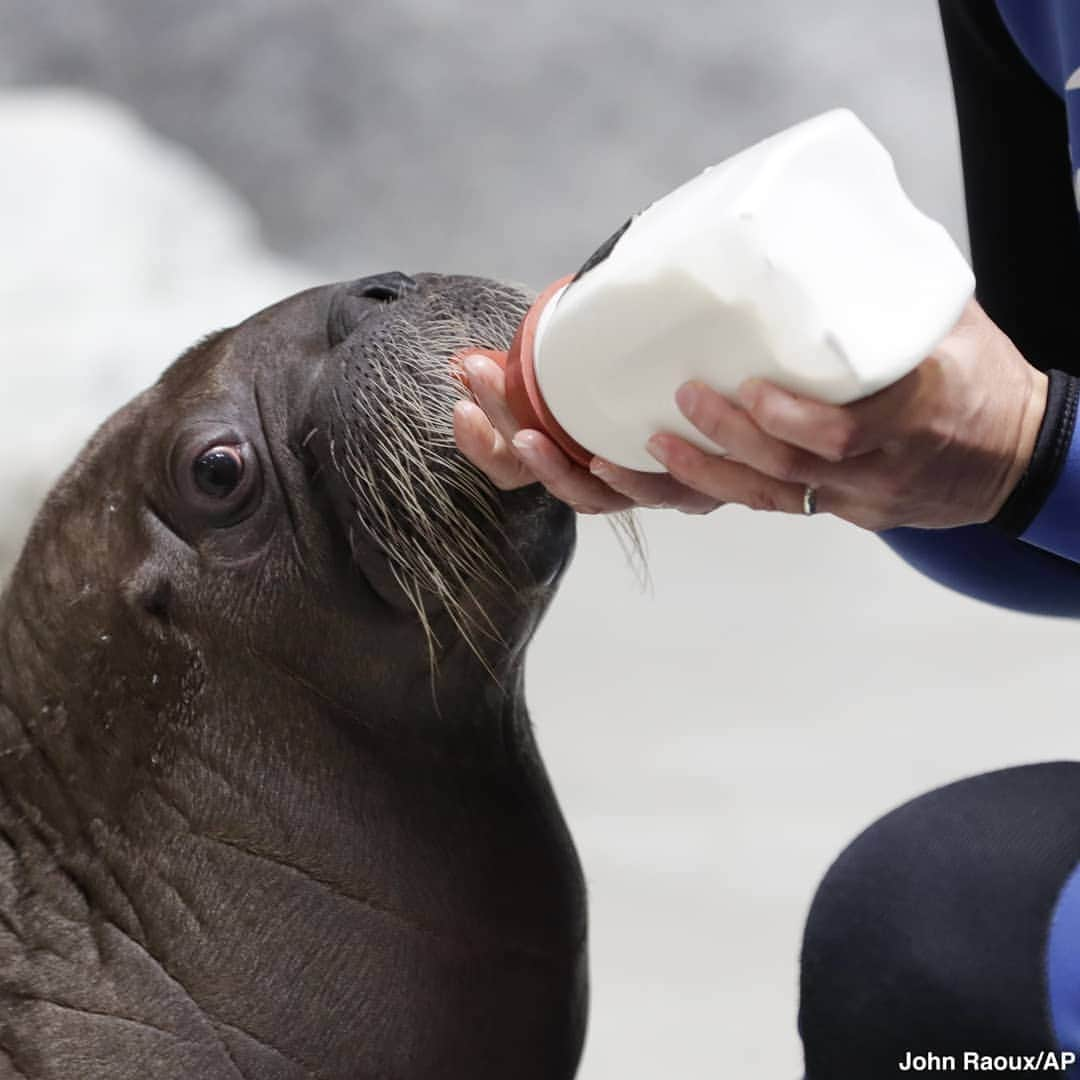 ABC Newsさんのインスタグラム写真 - (ABC NewsInstagram)「A newborn walrus gets a bottle feeding at SeaWorld Orlando, where the unnamed baby walrus is enjoying round-the-clock care. #walrus #cuteanimals #babyanimals #seawotkd」7月13日 5時35分 - abcnews