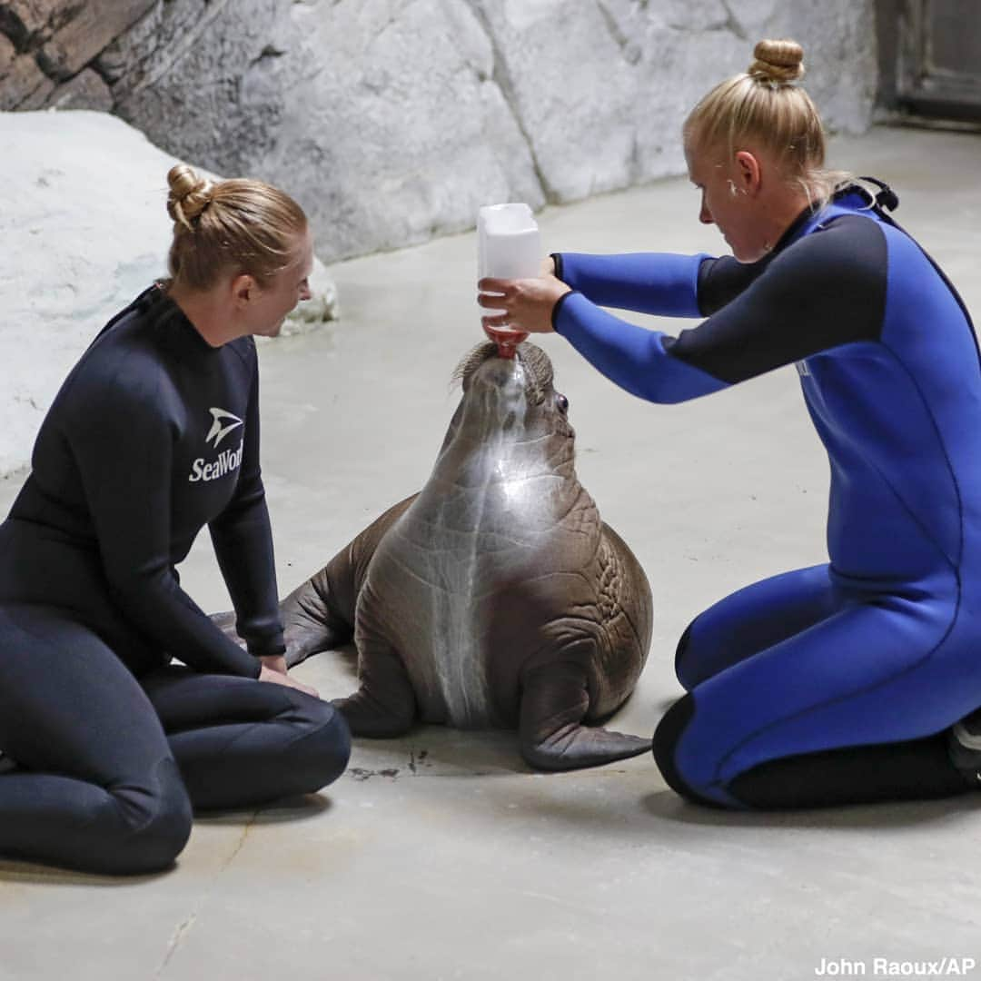 ABC Newsさんのインスタグラム写真 - (ABC NewsInstagram)「A newborn walrus gets a bottle feeding at SeaWorld Orlando, where the unnamed baby walrus is enjoying round-the-clock care. #walrus #cuteanimals #babyanimals #seawotkd」7月13日 5時35分 - abcnews