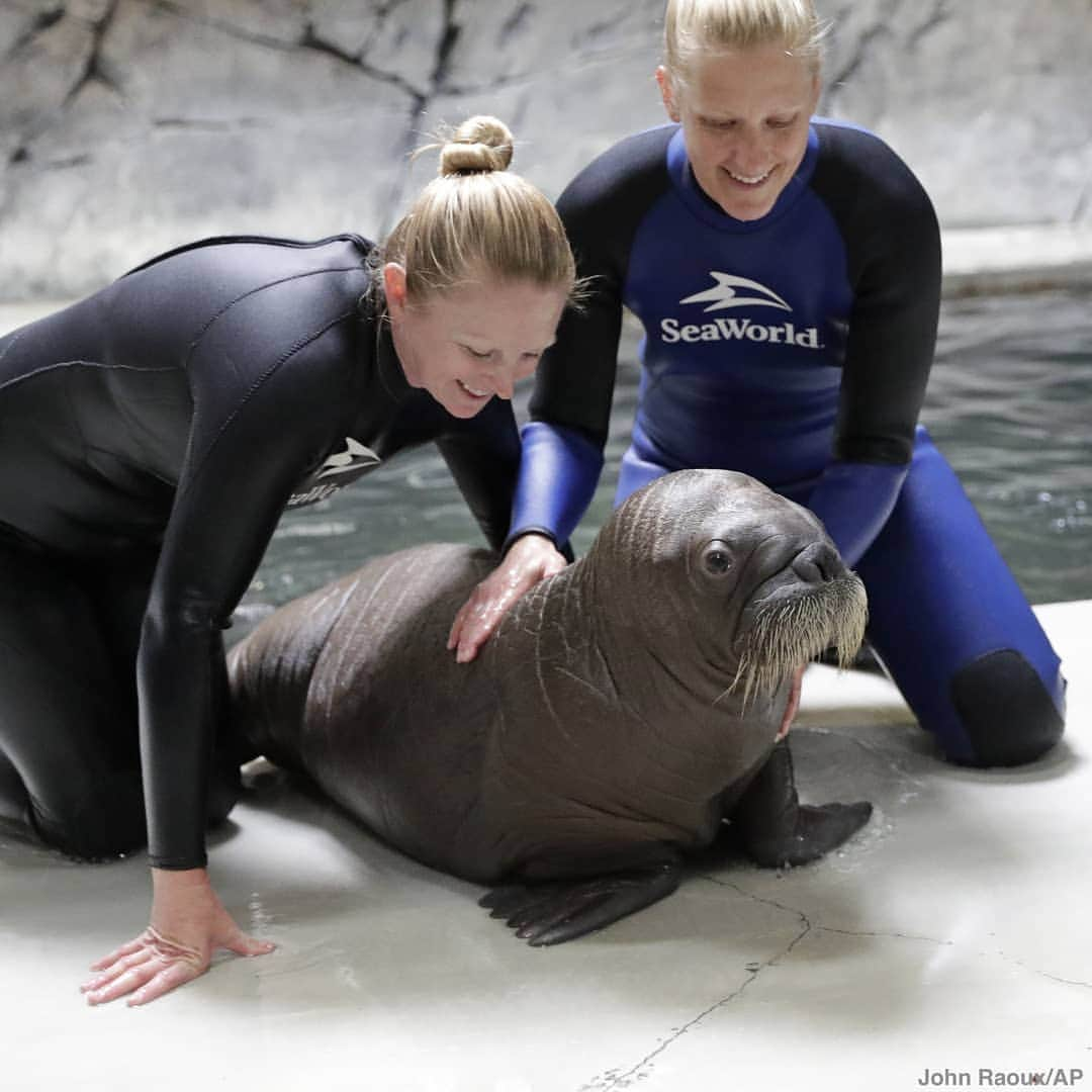 ABC Newsさんのインスタグラム写真 - (ABC NewsInstagram)「A newborn walrus gets a bottle feeding at SeaWorld Orlando, where the unnamed baby walrus is enjoying round-the-clock care. #walrus #cuteanimals #babyanimals #seawotkd」7月13日 5時35分 - abcnews