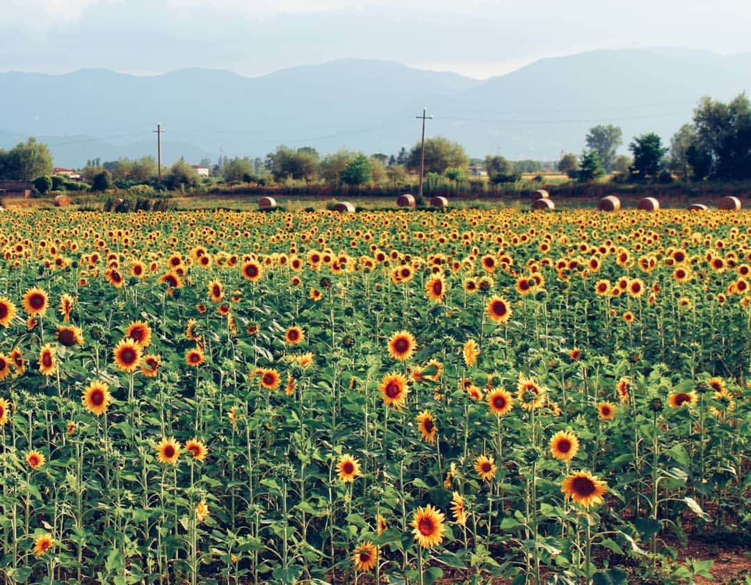 マリア・ベネディクタ・チグボルさんのインスタグラム写真 - (マリア・ベネディクタ・チグボルInstagram)「Adoro i girasoli 🌻 . . . . #sunflower #sunflowers #love #adoro #estate」7月13日 5時41分 - benedictachigbolu