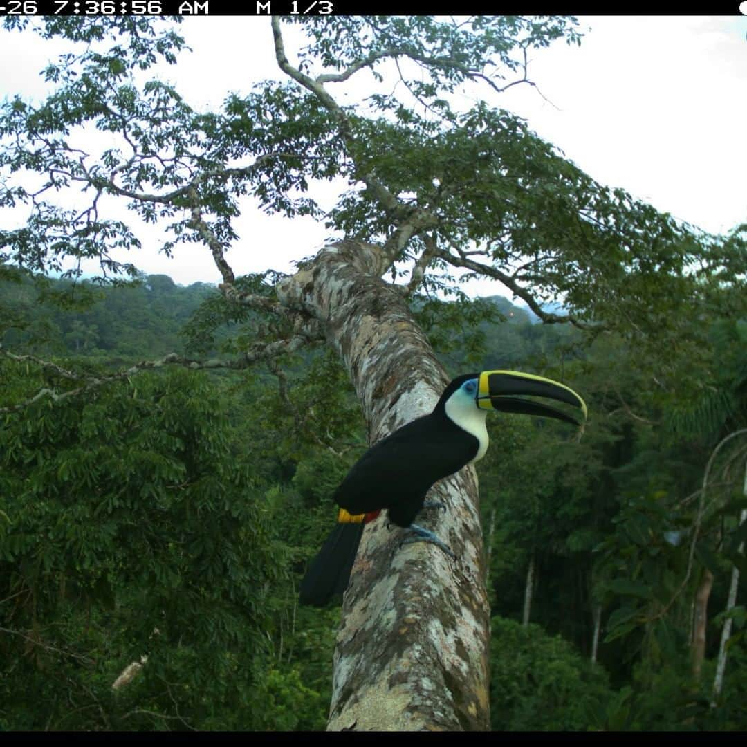 スミソニアン国立動物園さんのインスタグラム写真 - (スミソニアン国立動物園Instagram)「📷One of our canopy camera traps in the #PeruvianAmazon capture this photo of a yellow-ridged toucan! Our scientists study ways to mitigate the effects of human development on wildlife in Peru. #CameraTrap #ConservationCam #AmazonBasin #Peru」7月13日 5時45分 - smithsonianzoo