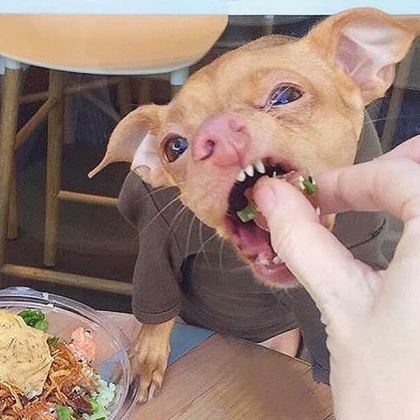Tuna {breed:chiweenie} さんのインスタグラム写真 - (Tuna {breed:chiweenie} Instagram)「When you don’t have a resi and you’ve waited over an hour for a table. #amirite? #🙋‍♀️」7月13日 6時12分 - tunameltsmyheart