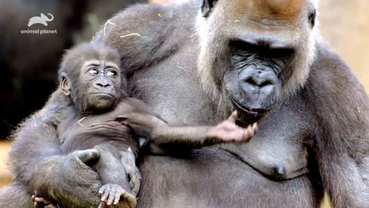 San Diego Zooのインスタグラム