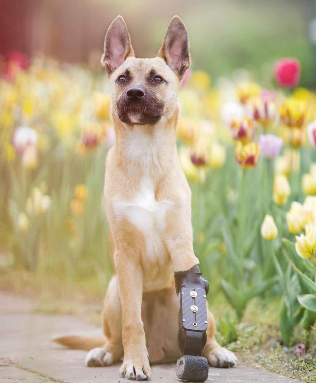 DogsOf Instagramのインスタグラム：「“A missing paw won’t stop you being awesome!” writes @verpinscht  #dogsofinstagram」