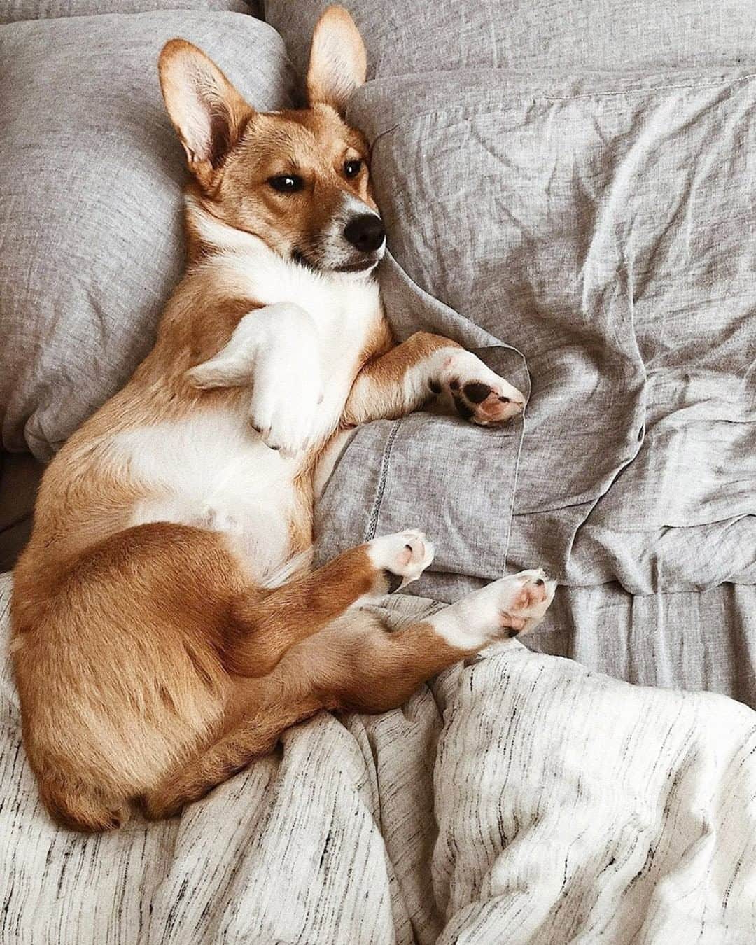 west elmさんのインスタグラム写真 - (west elmInstagram)「#mood. Whether you're turning in early or sleeping till noon, our linen melange bedding will keep you cool 'n comfy no matter what (plus, it's @fairtradecertified so you can rest easy). 😉 📸: @mrolivercorgi #linenbedding #liveinlinen #FairTradeFriday #corgi #weekendvibes #fairtradecertified #fairtradebedding #fairtradeusa @fairtradecertified #dogsofwestelm #corgisofinstagram #corgipuppy #corgipuppies #corgis #corgilicious」7月13日 7時02分 - westelm