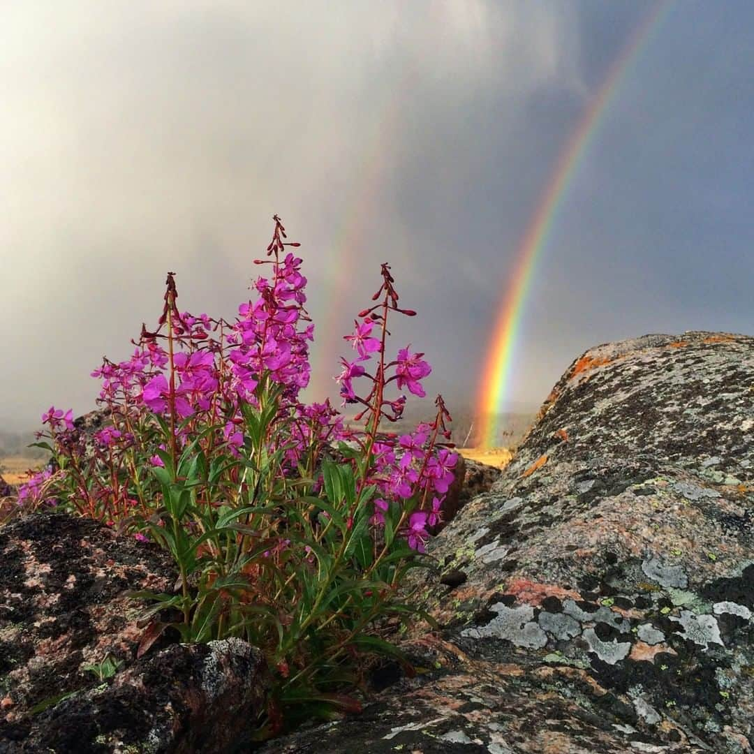 National Geographic Travelさんのインスタグラム写真 - (National Geographic TravelInstagram)「Photo by Drew Rush @drewtrush |  A double rainbow appears at the edge of a thunderstorm in the Shoshone National Forest in Northwestern Wyoming.  Beartooth Pass is probably one of my favorite places to photograph.  What's your favorite place to photograph? #wild #wyoming #nature #rainbows #beauty.」7月13日 7時01分 - natgeotravel