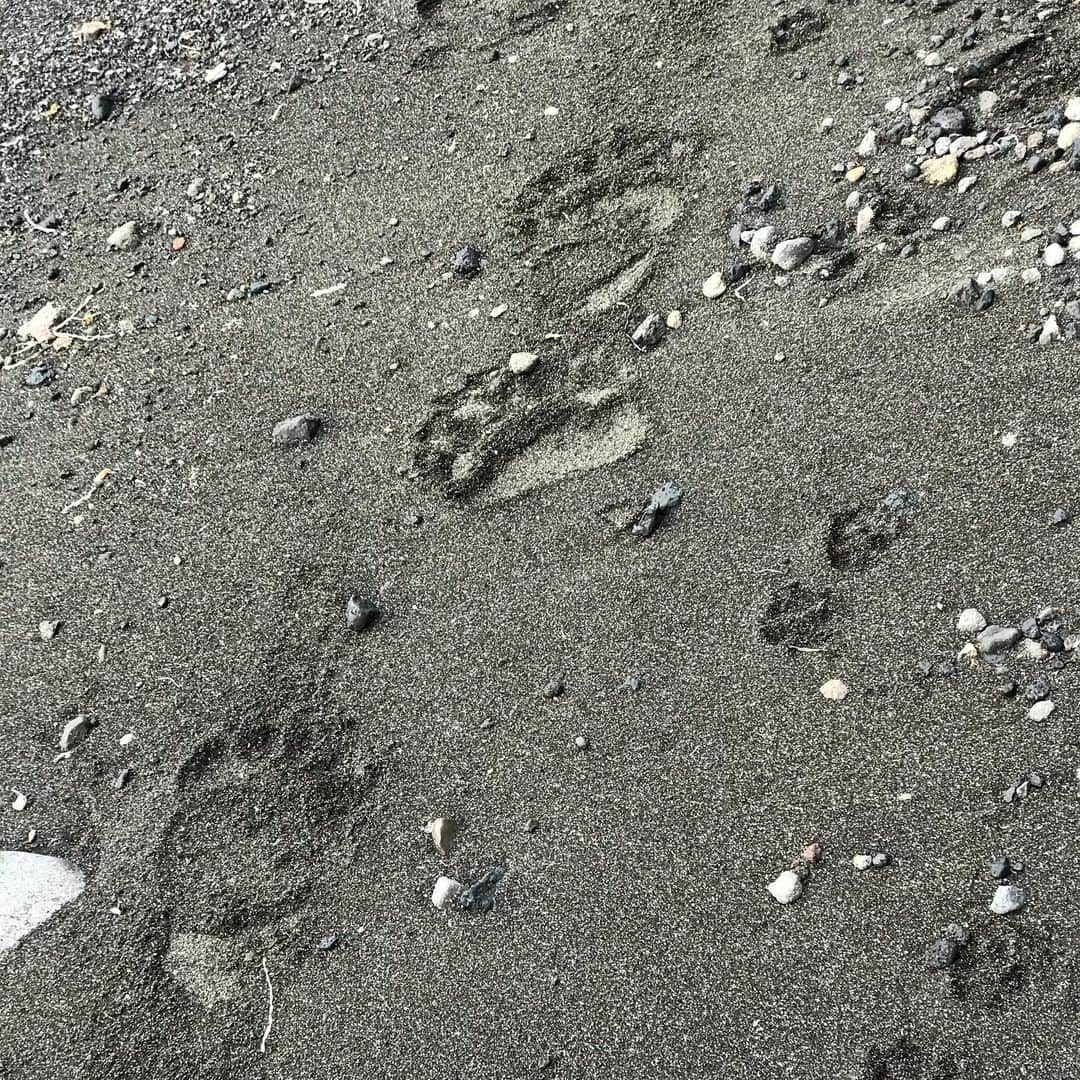 藤代冥砂さんのインスタグラム写真 - (藤代冥砂Instagram)「定住者のいない日本最長海岸、知床岬までの往復約50キロのルートを、4泊5日の行程で歩いてきた。著名なアウトドアマン高橋庄太郎さんに導かれての稀有な体験。東京、加古川、安曇野からの彼の仲間らと計5人で。 クマ(11頭！)、エゾシカ、キタキツネ(テント破られる)、オジロワシ、アザラシ(浜にうちあがりクマに食されていた)など野生動物を沢山見れたのは、このルートならではの愉しみ。^_^ とはいえ難易度は高く、海や川の渡渉、100メートル断崖の高巻き、懸垂下降、へつり、初見ルート取りなどアウトドアのさまざまな基礎技術が求められる。石の上や巨岩を越えていくベース歩行もウンザリするほど長ーく、行こうよ！と誰かを気軽には誘えないものだった。 その上でも、このルートは自分の大したことないウォーク歴で五指に入る。我こそは！という人は仲間を誘って今夏是非！ 入る前は、ルサフィールドセンターで直前情報を得るのがマスト。装備やルート崩落などの知識を得られる。稲葉さんが優しく対応してくださる。 グッドラック！  Shiretoko cape ,Hokkaido  #知床岬 #shiretokocape #capeshiretoko #トレッキング #北海道 #羅臼 #知床 #shiretoko」7月13日 7時19分 - meisafujishiro