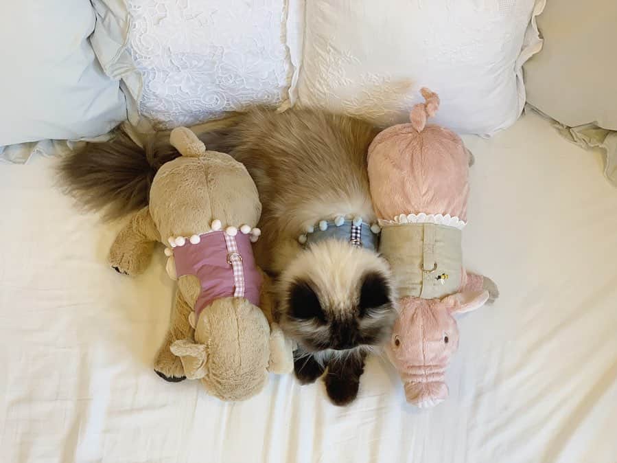 plumeさんのインスタグラム写真 - (plumeInstagram)「🐶👧🏼🐷 3人にそれぞれハーネス試着してもらったよ💁🏻‍♀️👗✨ . 2枚目の動画は色んな角度から見れるよ👀📹 今日から3連休🎶 @thacattogo project2019も残り3日となりました🙋🏻‍♀️ 14日私もお店に行くのが楽しみすぎます👶🏻👩🏻 お時間のある方は是非遊びにいらしてください💓  猫マニアにはたまらない🤤可愛い猫グッズが他にもたくさんあります🐈🐈🐈🐀🐁 お天気悪そうですが…☔️お待ちしております🥺💕 …………………………………✂︎……… 7/13,14,15 12:00-18:00 📍@philosophia.kyoto  @thacattogo ✂︎project event🐈 . . . . . . #プリュムのいる生活 #猫のいる暮らし  #ヒマラヤン  #赤ちゃんと猫  #ふわもこ部  #ヒマラニャンズ  #猫  #ねこ  #ペコねこ部  #キャットニップ #蹴りぐるみ  #ハンドメイド作家 #ハーネス #猫グッズ #リバティ  #catniptoy  #cattoys  #🐈 #고양이  #kucing  #Кот  #ilovecats  #himalayancat  #catsofinstagram #catloversclub  #bestmeow  #bestcats_oftheworld  #weeklyfluff  #bestanimal #cutepetclub」7月13日 8時10分 - plumestagram