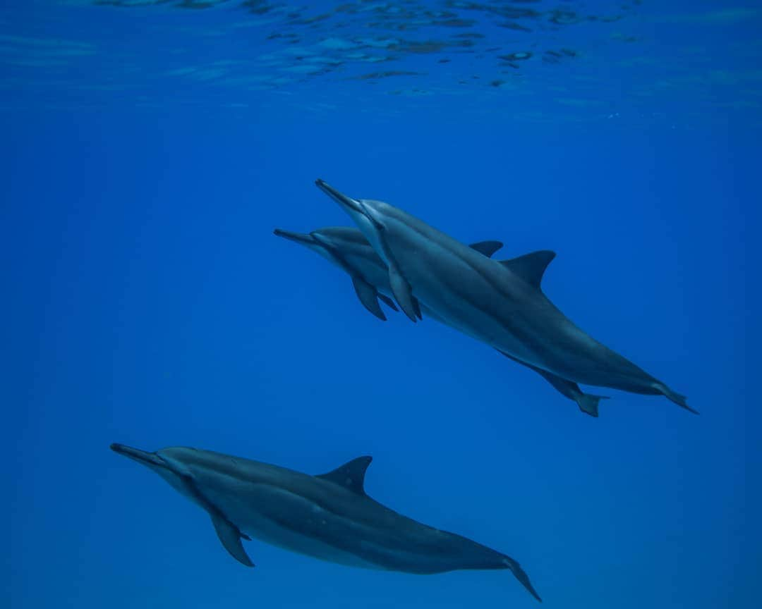 And Youさんのインスタグラム写真 - (And YouInstagram)「Whales and dolphins are mammals and breathe air into their lungs, just like we do. They cannot breathe underwater like fish can as they do not have gills. They breathe through nostrils, called a blowhole, located right on top of their heads. . . . . . . . . . . . . . . . #hawaiivacation #hawaii #oahu #oahutours #hawaiitours #unrealhawaii #hawaiiholiday #oceanlife #sealife #dolphin #dolphinsnadyou #dolphintour #wilddolphin」7月13日 8時23分 - dolphinsandyou