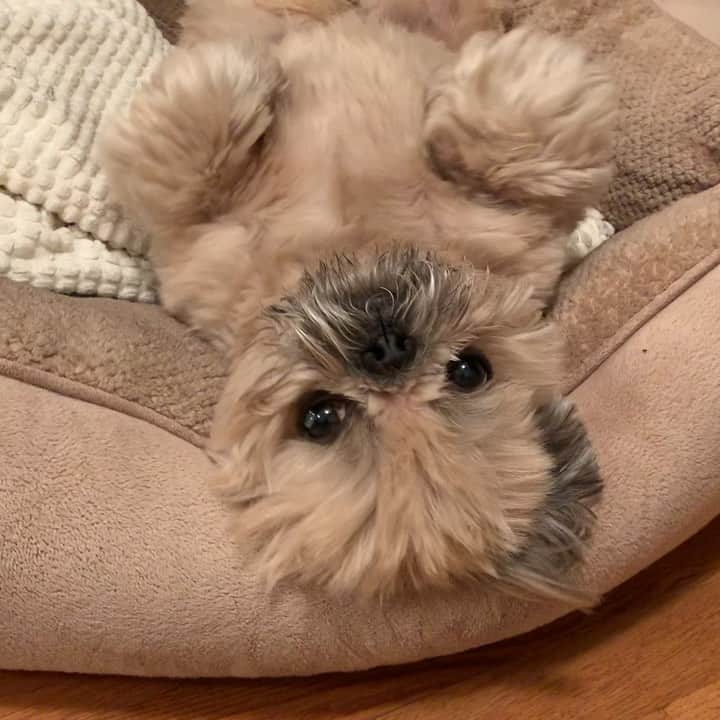 Dougie the Shih Tzuのインスタグラム