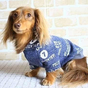 くるみんのインスタグラム：「* ハンドメイド犬服 あずきちゃんも着てもらったよ  #カニンヘンダックスフント #カニンヘン #カニンヘンダックス #カニンヘンダックスフンド #チョコタンダックス #チョコタン #ダックス多頭飼い #ダックスフント #ダックスフンドカニンヘン #ダックスフンド #わんこなしでは生きていけません会 #ワンコなしでは生きて行けません会 #いぬばか部 #いぬすたぐらむ #短足部 #ハンドメイド #ハンドメイド犬服 #ラグラン #スローボート #all_dog_japan #east_dog_japan #dachshundgram #dachshund #dogstagram #instagramdog #instadachs #todayswanko #7pets_1day #犬のいる生活 #犬のいる暮らし」