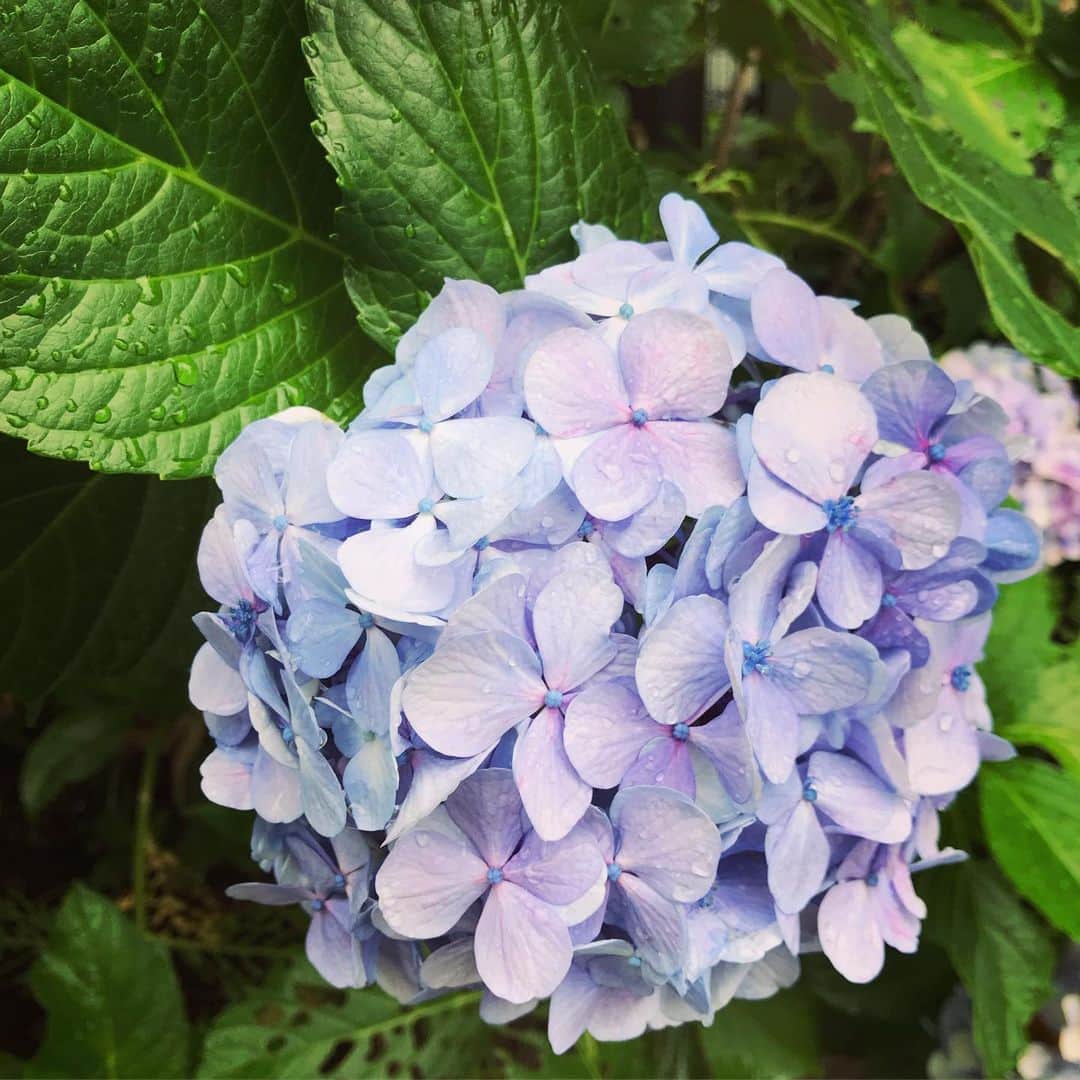 睦のインスタグラム：「曇り空続きの中、 癒されたぁ。  #紫陽花  #あじさい  #アジサイ  #hydrangea  #曇り  #くもり  #曇り空  #くもり空  #買い物  #shoppinng  #ajisai  #薄紫  #梅雨  #つゆ  #cloudy  #cloudyday  #rain  #ame  #雨  #rainy  #rainyday  #癒し  #いやし  #ssw  #モデル  #作詞家  #lyricist  #model  #井上睦都実 #睦」