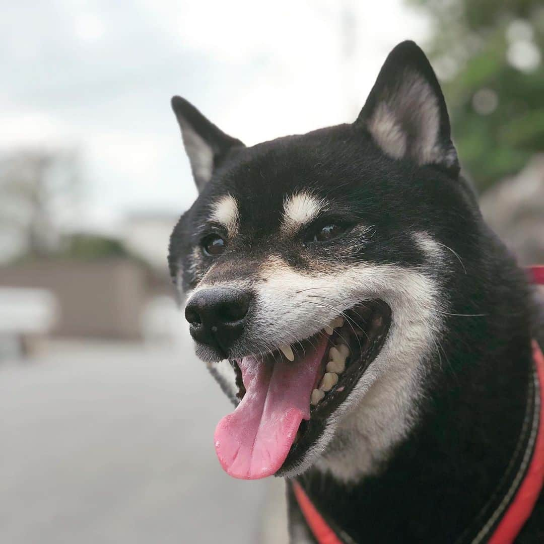 小川博永さんのインスタグラム写真 - (小川博永Instagram)「曇天土曜日。  #今朝まる #ししまる #dog #dogs #柴犬 #黒柴」7月13日 9時26分 - ogawahironaga