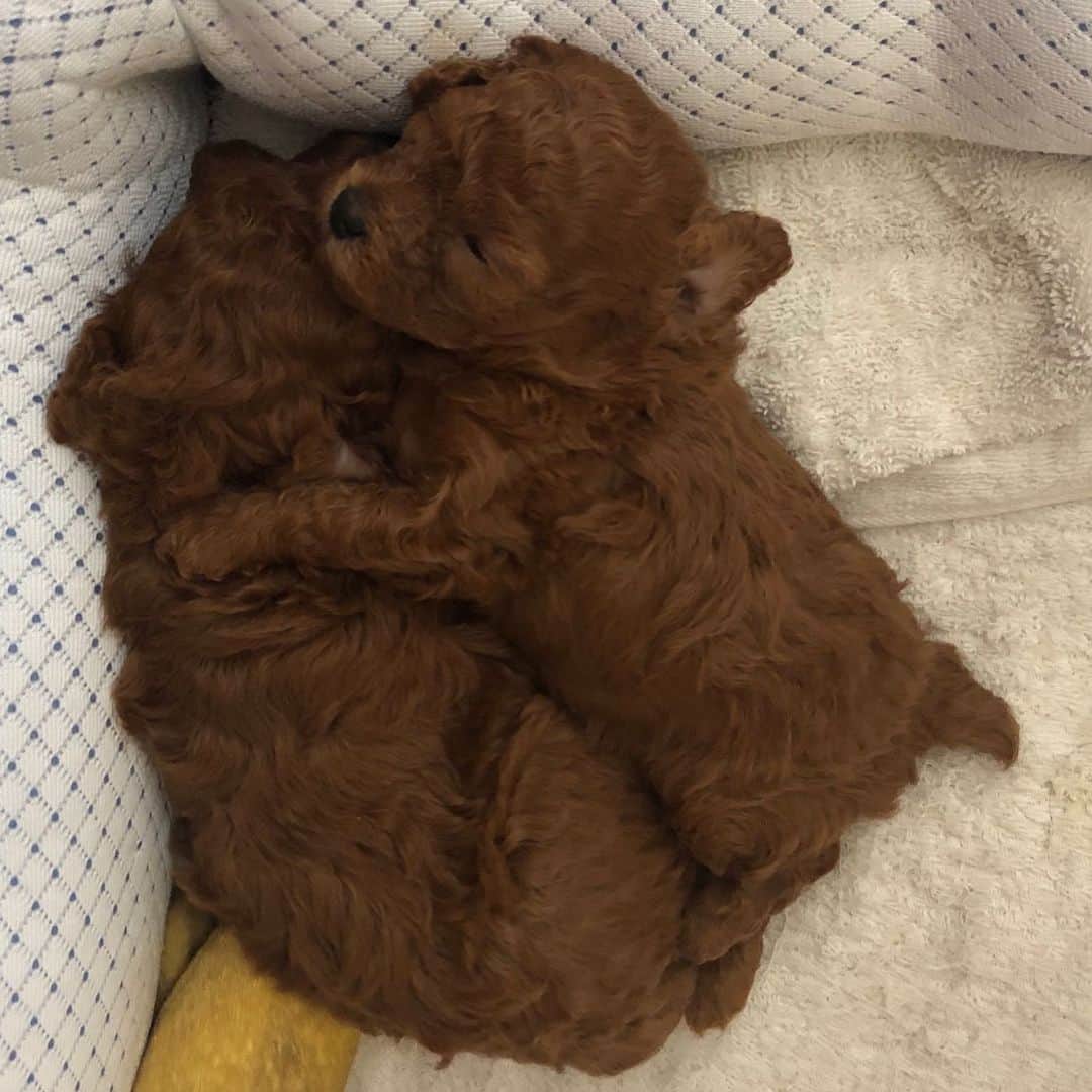ももちゃん & まろんたんのインスタグラム：「なんつー寝方〜！！！！ 癒される〜😍😍 ・ #dog #dogs #dogstagram #poodle #poodles #poodlelove #poodleclub #toypoodle #toypoodles #toypoodlelove #toypoodleclub #east_dog_japan #all_dog_japan #ig_poodle #poodlesofficial #ふわふわ #ふわもこ部 #トイプードル #トイプードル部 #トイプードル大好き #トイプードル多頭飼い #まろんたん #ティーカッププードル #わんこなしでは生きていけません会 #pecoいぬ部 #joker六本木ヒルズ店 #トリミング #puppystagram #toypoodleofficial #puppy」