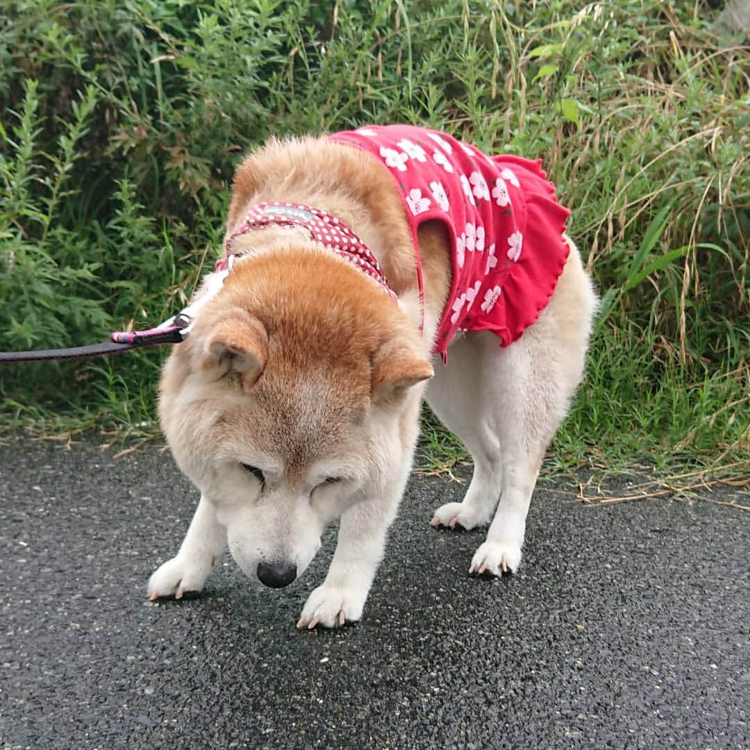 柴子さんのインスタグラム写真 - (柴子Instagram)「おはようございます。 雨の合間に朝散歩。 しっかりたっぷり出て良かった(笑) #柴犬　#shibainu #shibastagram」7月13日 10時20分 - senogawadogs