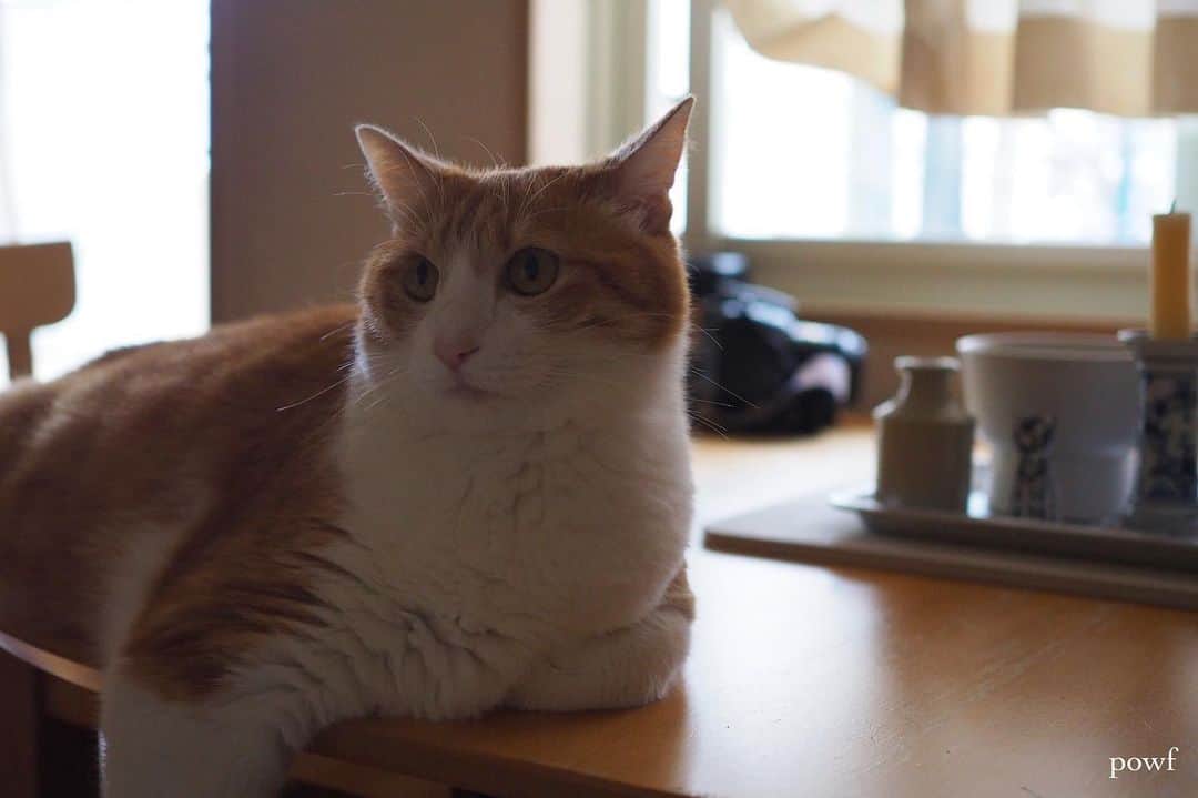 anemone_69のインスタグラム：「. #窓辺のハカセとキョウジュ #ハカセとキョウジュ #茶トラ白 #茶白 #cat #猫 #保護猫 . . .」