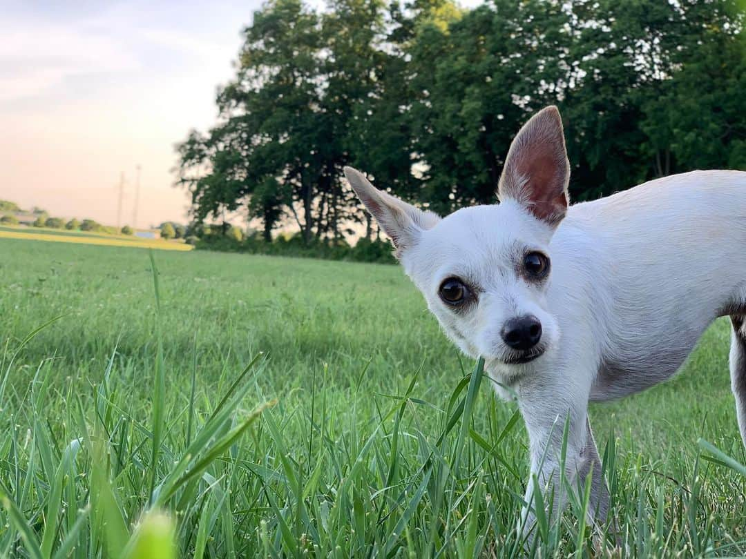 横峯さくらさんのインスタグラム写真 - (横峯さくらInstagram)「トロとお散歩🍀最近はドッグパークの楽しさを覚えたらしく、他の犬がいないとテンションが上がらないんです🐕早くまたドッグパークに行けるといいね👍  #ジャックラッセルテリア #チワワ #ミックス犬 #保護犬 #お散歩 #panelforlife #ドッグパーク #テンション #dogpark #dog」7月13日 10時49分 - sakura_yokomine