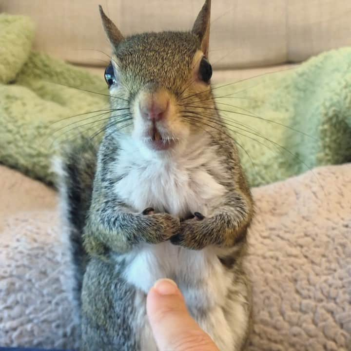 Jillのインスタグラム：「👉 Booping into the weekend like . #petsquirrel #squirrel #squirrels #squirrellove #squirrellife #squirrelsofig #squirrelsofinstagram #easterngreysquirrel #easterngraysquirrel #ilovesquirrels #petsofinstagram #jillthesquirrel #thisgirlisasquirrel #boop #boopthebelly」