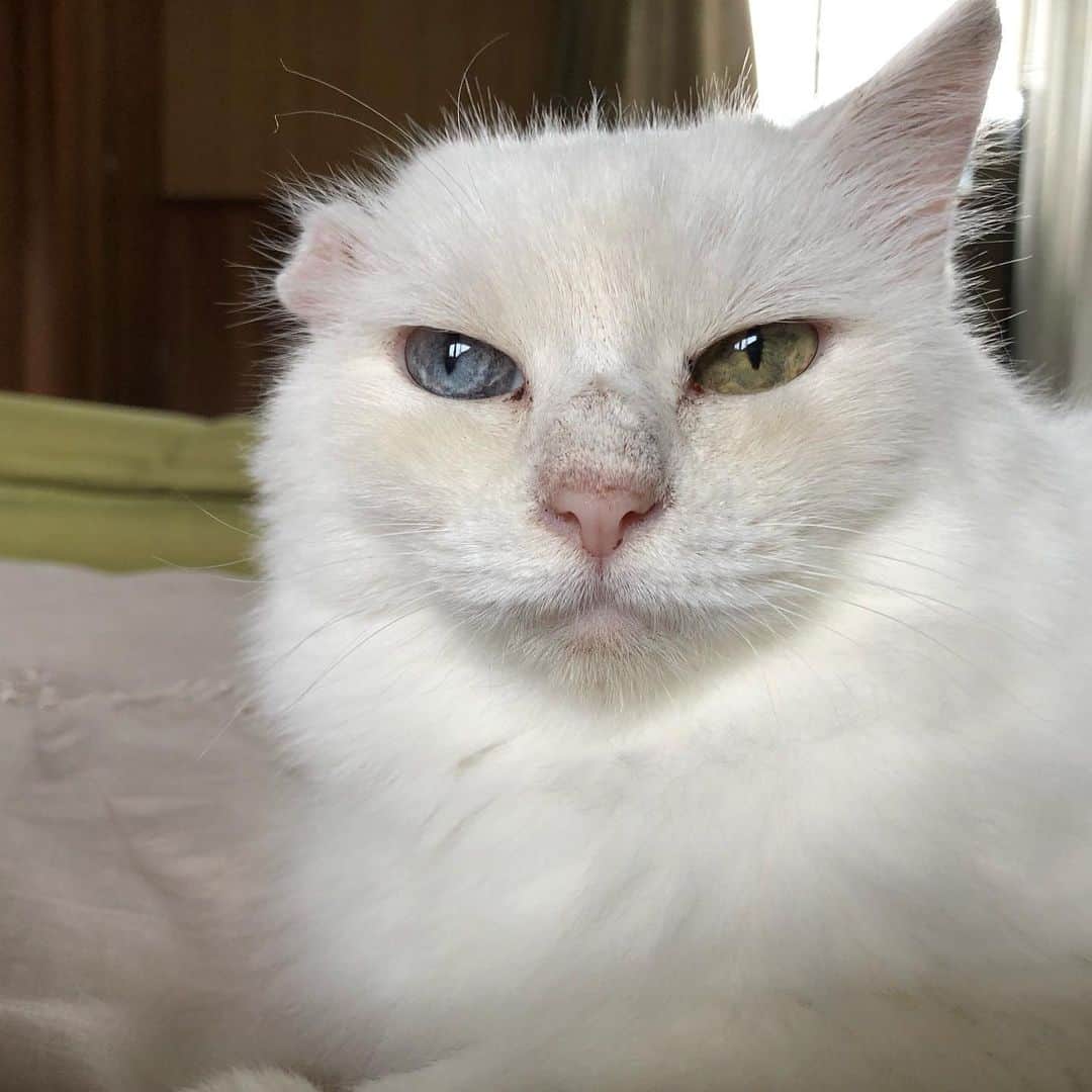 おーせさんのインスタグラム写真 - (おーせInstagram)「洗顔したからしばらく不機嫌  #白猫#長毛猫#譲渡猫#オッドアイ#ツンデレ#多頭飼い#whitecat#oddeyescat#longhaircat#猫好き#猫」7月13日 11時15分 - oosedon
