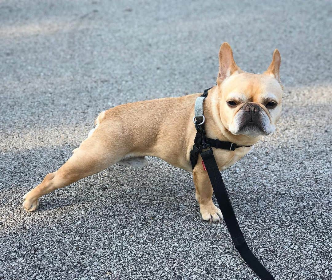 Hamlinさんのインスタグラム写真 - (HamlinInstagram)「Just a little yoga while out for walk. Multitasking like a land walrus. .......... #yoga #exercisemotivation」7月13日 11時21分 - hamlin_the_frenchie