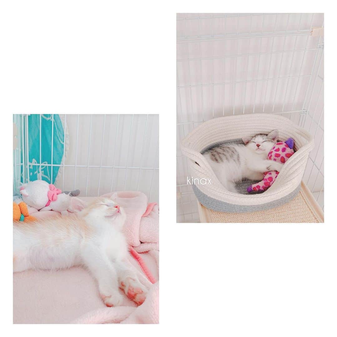 kinaxのインスタグラム：「. good afternoon(๑′ᴗ‵๑)☀in Japan, and good morning, good evening, good night for world friends! . 今日は薄曇りであんまりジメジメもしなくて 過ごしやすい気温かな？ . . 牛乳があと少ししかなくて 買いに行かないとーって言ったら 「おつかいしてくる！」なちびっこ姉さんに お願いすることにʕ •́؈•̀ ₎👛 . 今日お友達が来る予定なので ついでにお菓子を買ってきてねと メモとお金を渡したら むちこさんも一緒に行くというので 2人で行ってきてもらったよʕ •́؈•̀ ₎♡ . . みんなで食べるお菓子と、 おつかいに行ってくれるから 100円以内の好きなお菓子を ひとつずつ買っておいで、と 送り出して 「かってきたよーー！」と元気に帰ってきた2人が 見せてくれたのが お菓子の山でした(´Д` ) . . あれ…牛乳…(´Д` )？？ . . お菓子を選ぶのに夢中になって すっかり忘れたみたいですʕ •́؈•̀ ₎苦笑 . むちこさんの面倒みながらおつかいに行けるようになって しっかりしてきたなぁーと感動した矢先にʕ •́؈•̀ ₎笑 . でもまぁ、まだまだ子供らしいところも たくさんあってかわいいねぇʕ •́؈•̀ ₎笑 . . ちなみにむちこさんはアンパンマングミを選んで いつも通りオブラートをビニールだと思って 一所懸命 剥がしていました笑 . 剥がしたやつをちびっこ姉さんが食べたら (´Д` )？！ねぇねゴミたべた？！って びっくりしてたよ笑 . . ぷぷぷ♡ . . みんなも楽しい1日を♡ . #親バカ部 #こねこ #寝顔がかわいい #保護猫 #パステル兄弟 #ルナとソル #kinaxちびっこs #アンパンマン好きだねぇ 2019/07/13」