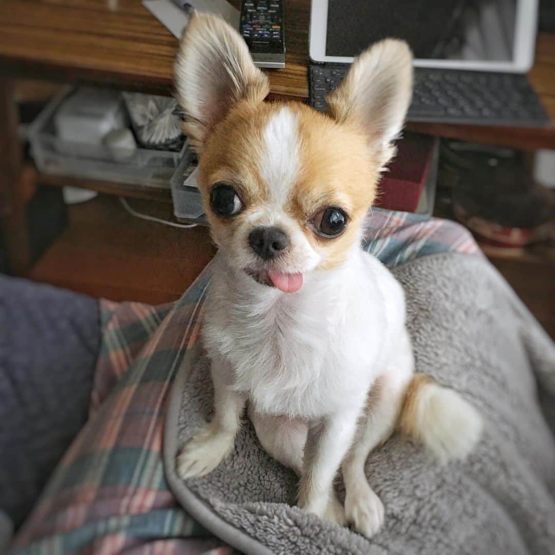 のインスタグラム：「Hey, look at me！ ・ 構ってくれるまで ここ動かないんだからねっ🐶 ・ #chima #ちま #チワワ #chihuahua #ชิวาวา #ふわもこ部 #PECOいぬ部 #sniffandbarkens #WeeklyFluff #cutepetclub #doggy_lovings」