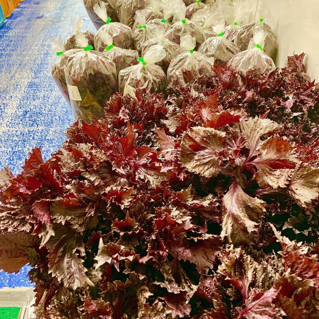 道の駅やちよのグルメインスタ