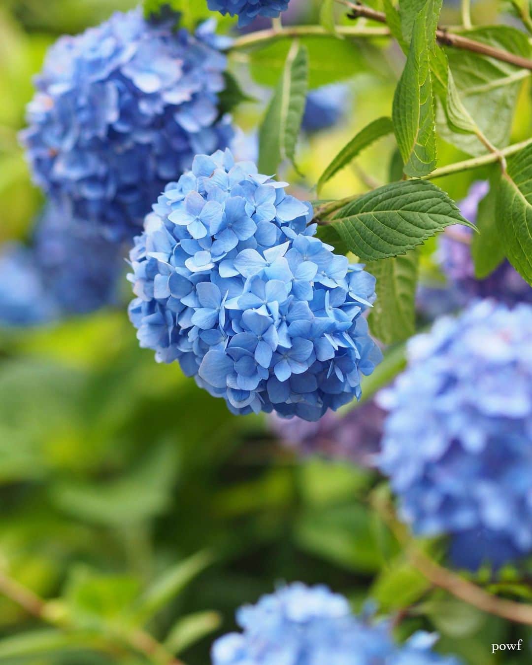 anemone_69のインスタグラム：「. 午前中一瞬だけ パァーッと日が差して . 「うわぁ、お日さまだー！！」 . と思わず言いたくなるくらい ひっさびさの晴れ間が… . 猛暑日とか熱帯夜とか ものすごく苦手だけど、 🌞お日さま恋しいよ。 . . #毎日カッパ持って仕事行ってて今日は大丈夫そうと思って置いて行ったら降られるっていう . #あじさい写真これにて終了 . #hydrangea #アジサイ #あじさい #紫陽花 . . .」