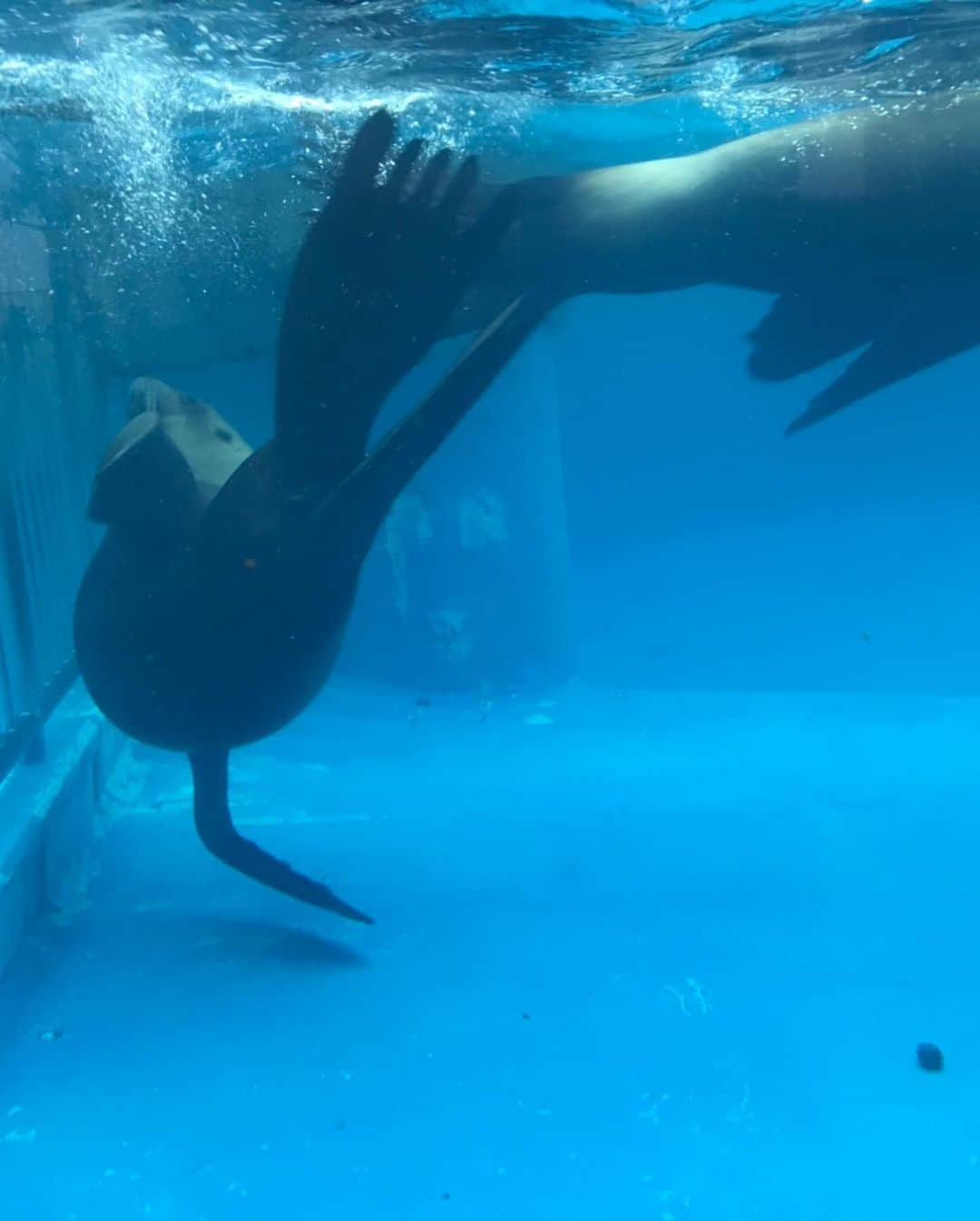 五月千和加さんのインスタグラム写真 - (五月千和加Instagram)「. 水族館でイルカショー🐬見たよ💖 . #水族館 #マリンピア日本海 #イルカショー #イルカ #ショー #aquarium #dolphin #show #dolphinshow #ショーパン #赤髪 #redhair #shortpants #longhair #ロングヘア #巻き髪 #新潟県 #新潟 #niigata #niigataprefecture #japan #観光 #旅行 #観光旅行 #女子旅 #girlstrip」7月13日 21時24分 - satsuki_senwaka