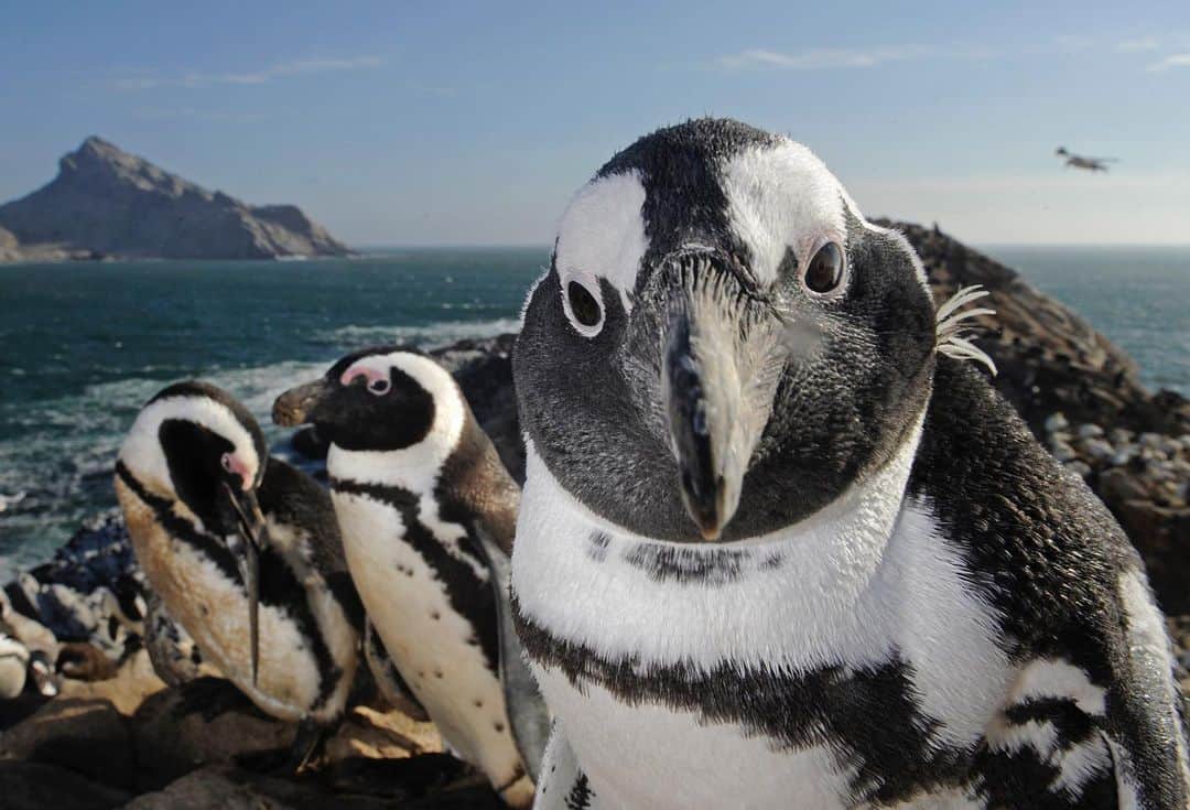 Thomas Peschakのインスタグラム：「Some years ago I had the incredible privilege of spending a few weeks on Mercury Island. This rocky pyramid shaped fortress sits off Namibia’s desert coast and abruptly rises from the icy Atlantic Ocean. The island is a African penguin sanctuary with few equals. Despite Mercury’s diminutive size (3ha), it supports the largest African Penguin breeding colony in Namibia, with more than 15,000 individuals. Penguin numbers are declining all across the Benguela current large marine ecosystem, but this population appears more stable than the others. Shot on assignment for @NatGeo. #namibia #penguin #penguins #islandliving #pose #posing #ocean #seabirds」