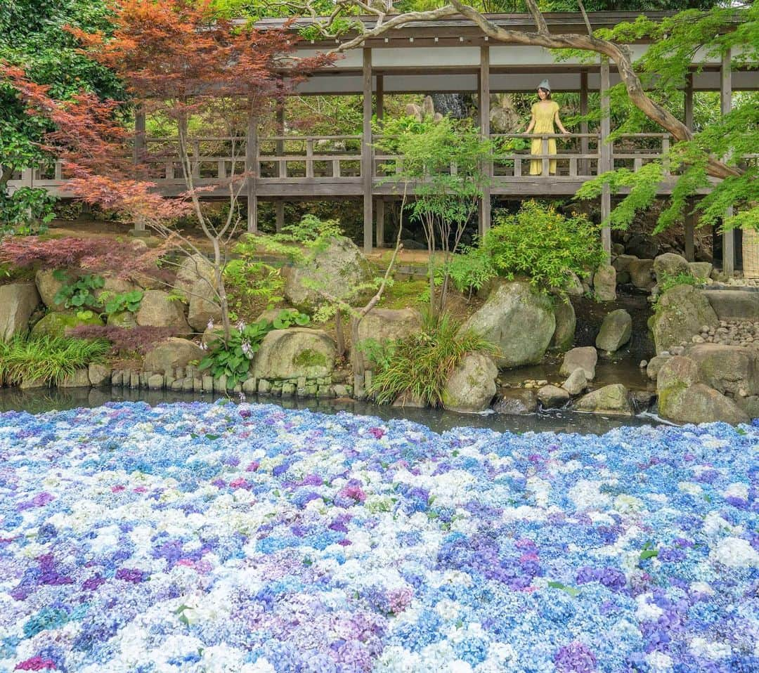 詩歩さんのインスタグラム写真 - (詩歩Instagram)「💠﻿ ﻿ 池に浮かぶ紫陽花✨﻿ Floating hydrangeas on lake.﻿ ﻿ 茨城県にある #雨引観音 。﻿ ﻿ 6世紀末に起源をもつ有名なお寺、推古天皇や聖武天皇も信仰したお寺。﻿ （日本史の世界かっ！）﻿ ﻿ もともとアジサイ寺として有名なお寺ですが、﻿ 昨年からこの「アジサイ池」のアイデアでさらに人気に！﻿ ﻿ 元気がなくなり始めたアジサイを切って水に放すと復活するんだって〜。﻿ ﻿ 境内がすごい広いんですが、なんと「クジャク」が放し飼いにされてるんです！😳﻿ ﻿ ﻿ 探し回ったら、この日は駐車場にいたよ😂🦚﻿ ﻿ ハイライト「Ibaraki②」に動画のせてるので、プロフィール欄からぜひ見てね〜﻿ ﻿ ﻿ @zekkei_ibaraki﻿ ※廊下へは特別に立ち入らせていただきました﻿ 📷11th June 2019﻿ 📍雨引観音(あまびきかんのん)／茨城県桜川町﻿ 📍Amabiki-Kannnon temple／Ibaraki Japan﻿﻿﻿ ﻿﻿﻿ ﻿﻿﻿ ©︎Shiho/詩歩」7月13日 21時31分 - shiho_zekkei