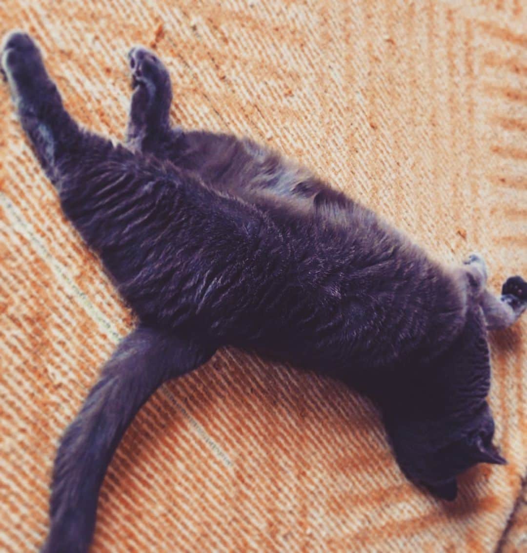 チキン南蛮カレーのルウ王子のグルメインスタ