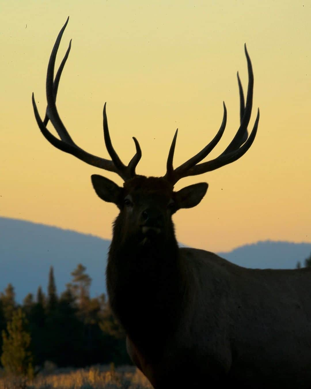 National Geographic Travelさんのインスタグラム写真 - (National Geographic TravelInstagram)「Photo by Drew Rush @drewtrush |  A bull elk is photographed at sunrise in Grand Teton National Park, Wyoming. To see more images of wildlife from this part of the world, follow along with me, @drewtrush.」7月13日 22時00分 - natgeotravel