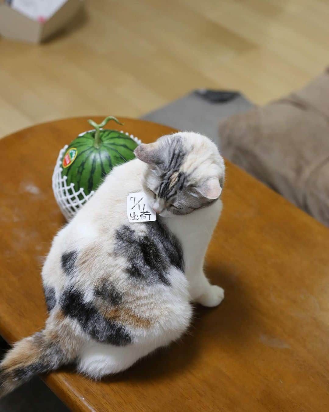 Natsukiさんのインスタグラム写真 - (NatsukiInstagram)「我が家のしらすデラックス、7/11に入荷しました！🍉 遠近法でやっとスイカと同じサイズのしらす尻になるというww  #cat  #scottishfold  #猫のいる暮らし」7月13日 22時10分 - milky517