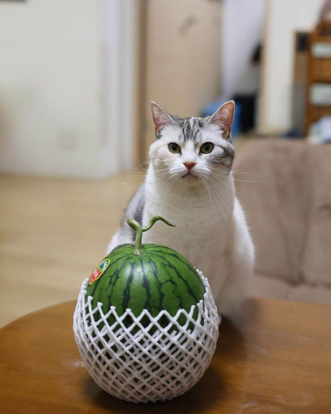 Natsukiさんのインスタグラム写真 - (NatsukiInstagram)「我が家のしらすデラックス、7/11に入荷しました！🍉 遠近法でやっとスイカと同じサイズのしらす尻になるというww  #cat  #scottishfold  #猫のいる暮らし」7月13日 22時10分 - milky517