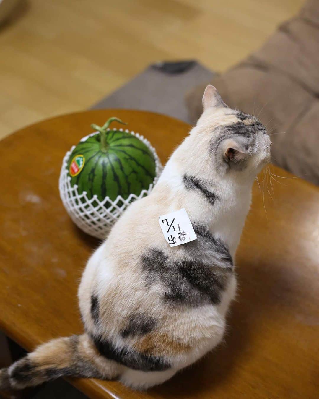 Natsukiのインスタグラム：「我が家のしらすデラックス、7/11に入荷しました！🍉 遠近法でやっとスイカと同じサイズのしらす尻になるというww  #cat  #scottishfold  #猫のいる暮らし」