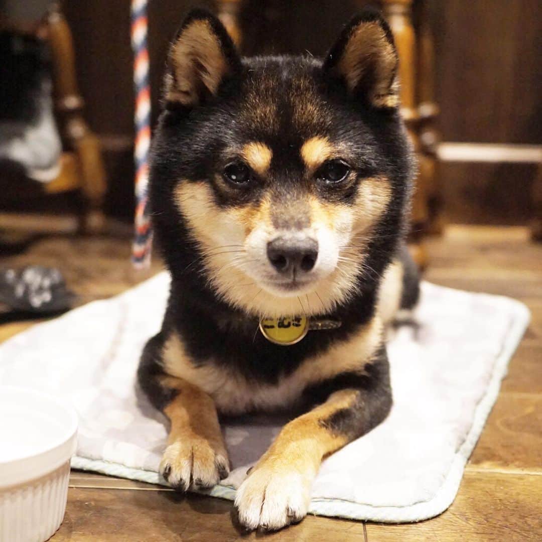 黒豆柴こむぎのグルメインスタ