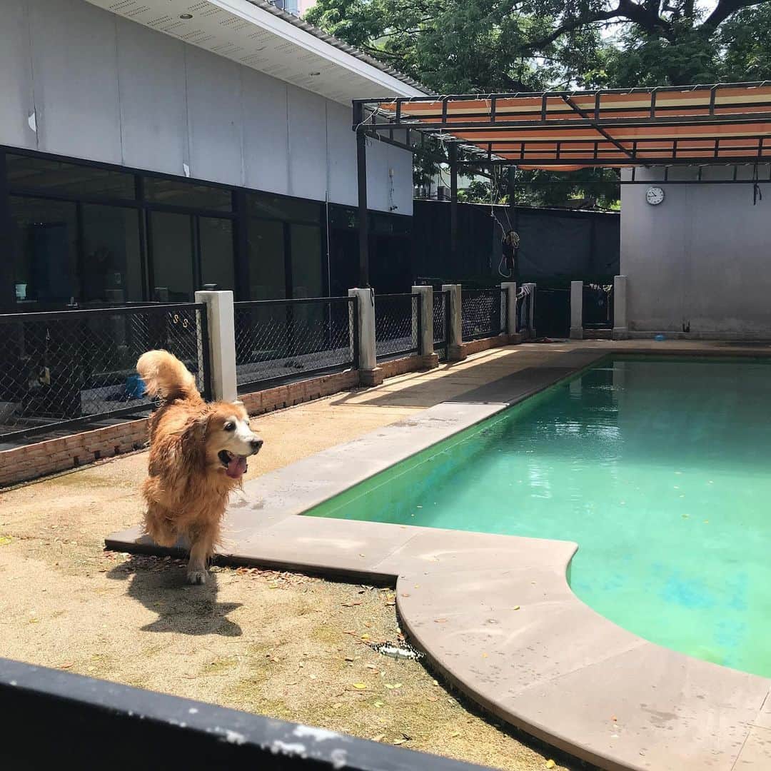 Hoykong&Plamuekのインスタグラム：「Wonderful Saturday ❤️ #summerdogpool」