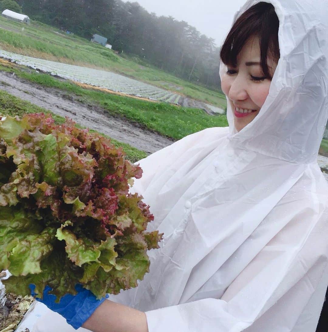 小林佳果さんのインスタグラム写真 - (小林佳果Instagram)「サニーレタス収穫体験！ 見たことのないくらい大きくて、 パリパリで、 甘みもあって、 びっくりするほど美味しかった。 農家の皆さん、 いつも美味しいお野菜をありがとうございます！ #小海町 #長野＃高原野菜」7月13日 14時50分 - keika_kobayashi