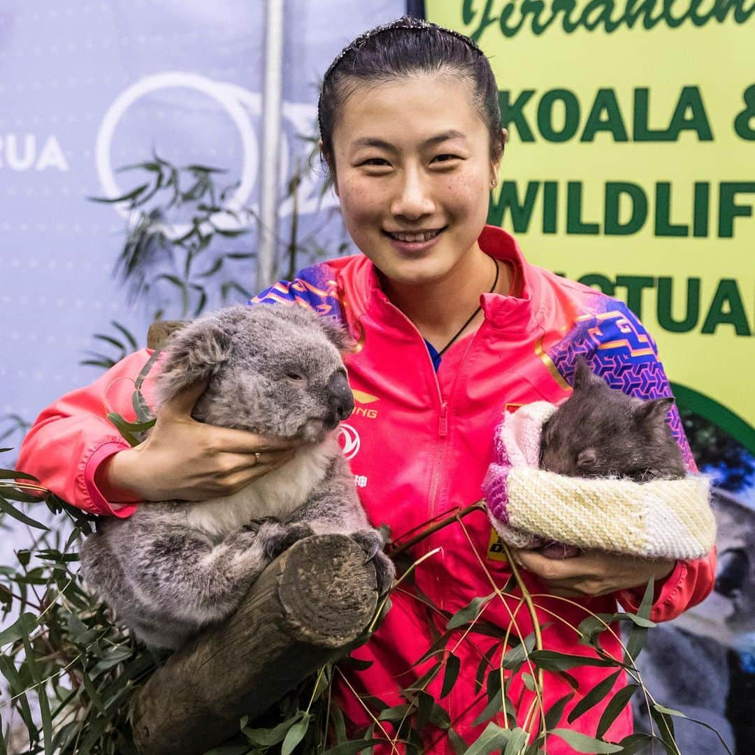 ITTF Worldさんのインスタグラム写真 - (ITTF WorldInstagram)「What happened when the Dragon 🐉 met the Koala 🐨 ⁉️ . #Animals #Wildlife #Australia #DownUnder 🇦🇺 #ITTFWorldTour #2019AussieOpen」7月13日 14時56分 - wtt