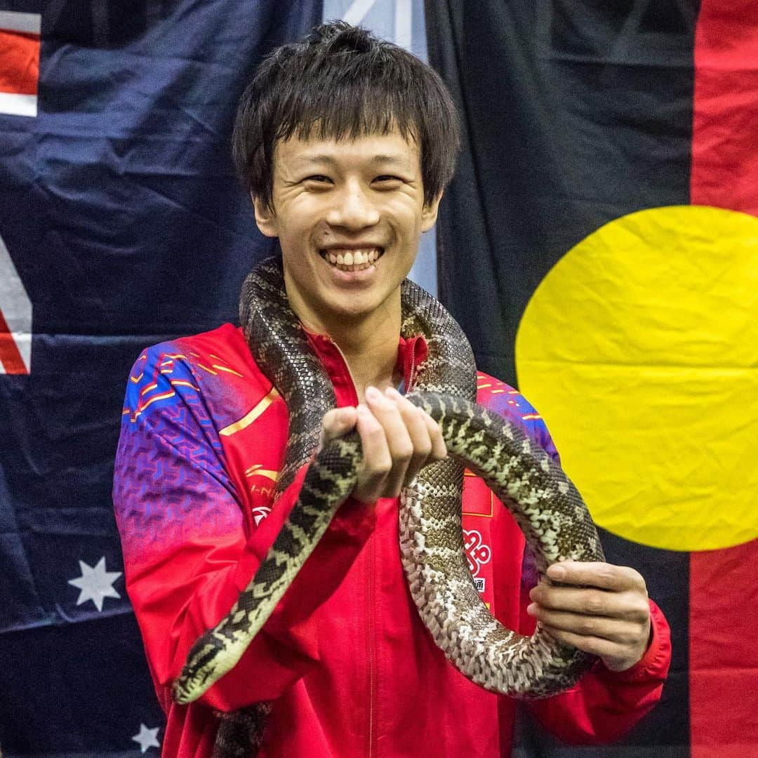 ITTF Worldさんのインスタグラム写真 - (ITTF WorldInstagram)「What happened when the Dragon 🐉 met the Koala 🐨 ⁉️ . #Animals #Wildlife #Australia #DownUnder 🇦🇺 #ITTFWorldTour #2019AussieOpen」7月13日 14時56分 - wtt