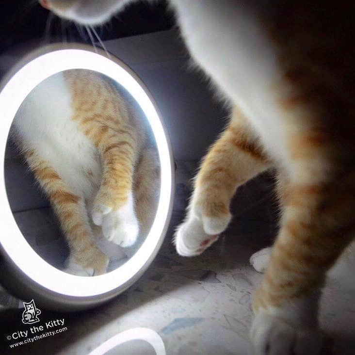 City the Kittyさんのインスタグラム写真 - (City the KittyInstagram)「Mirror mirror.  #bigpaws  #latenight #pawsneedclaws」7月13日 15時15分 - citythekitty